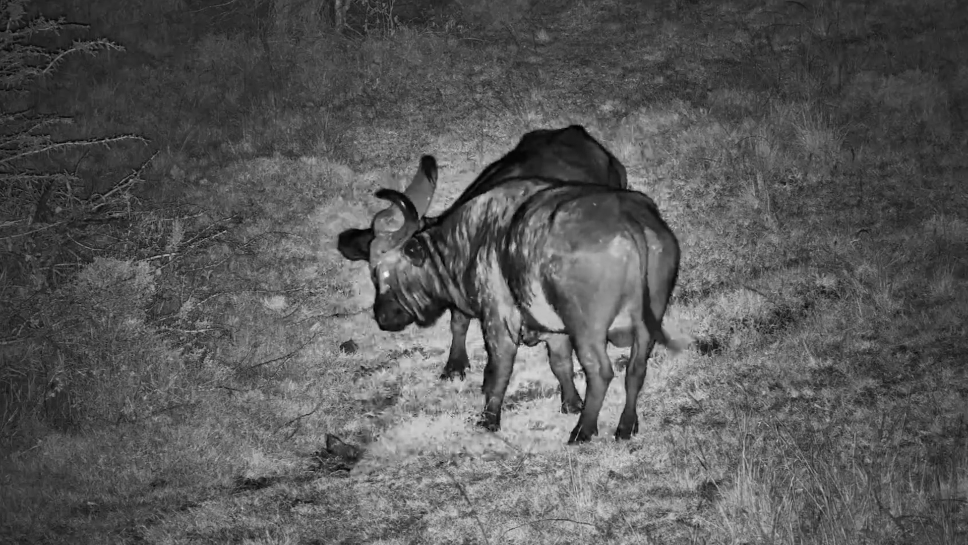 Strength vs Strength in the African Night