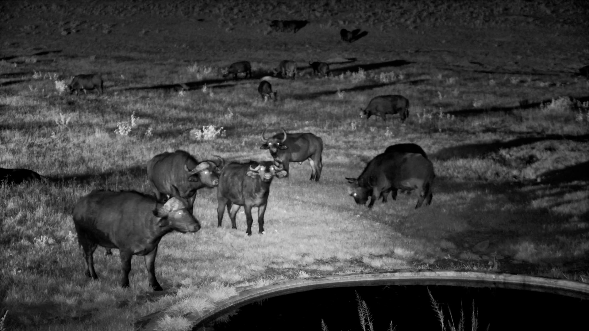 Buffalo Herd After Dark at Hwange Safari Lodge