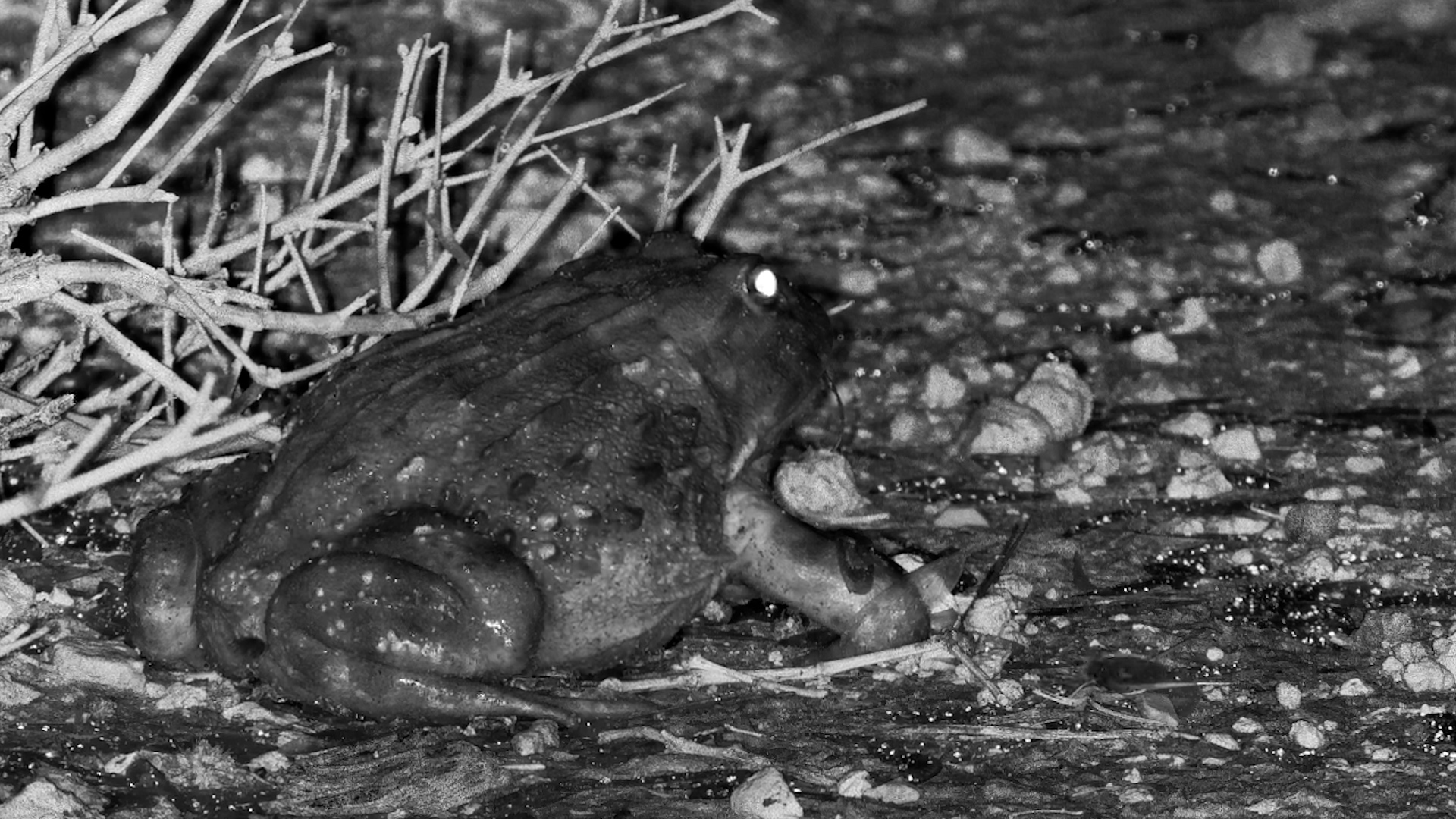Bullfrog Catches a Beetle in the Dark