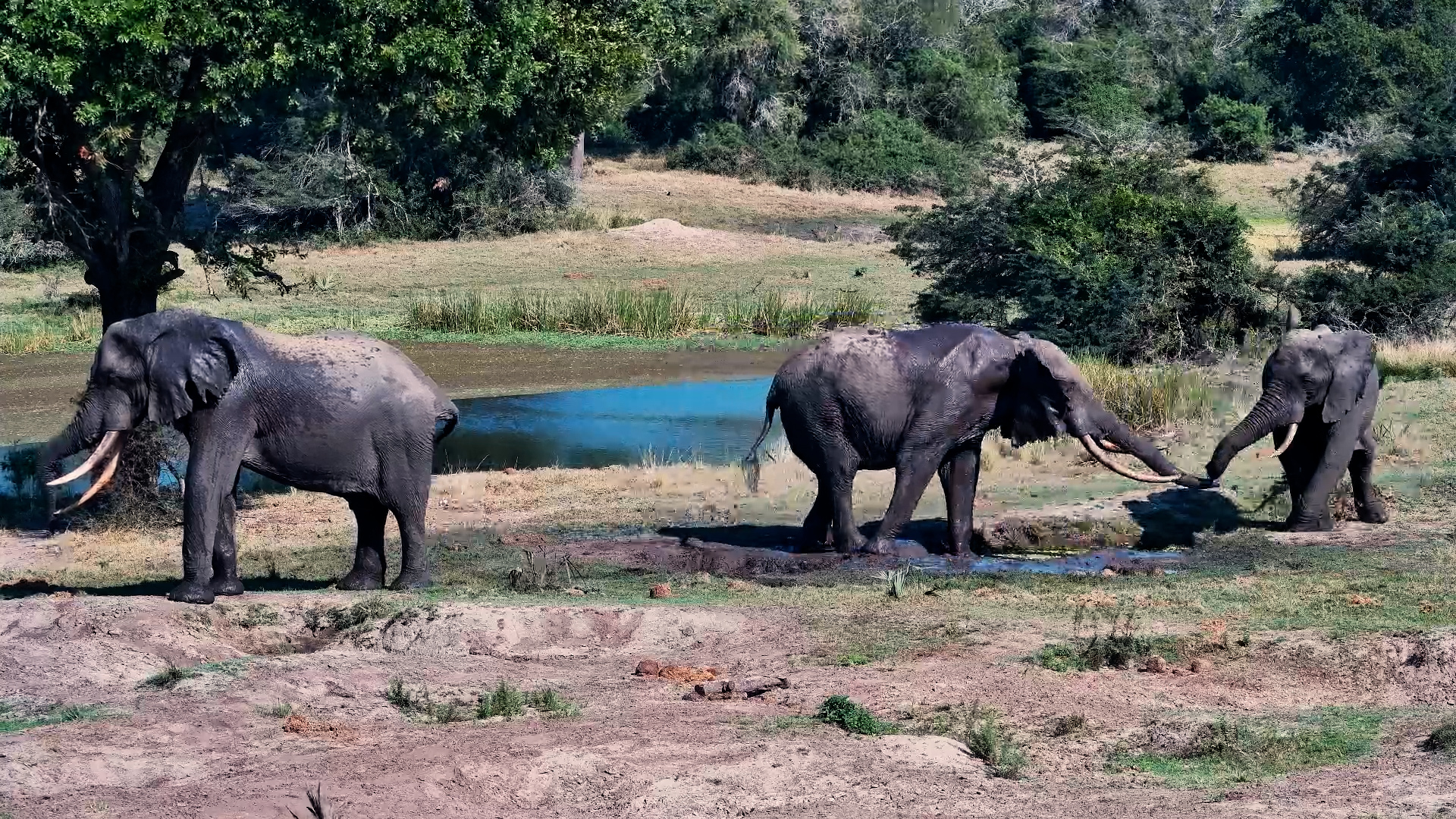 This Elephant Wasn’t Sharing the Mudholes
