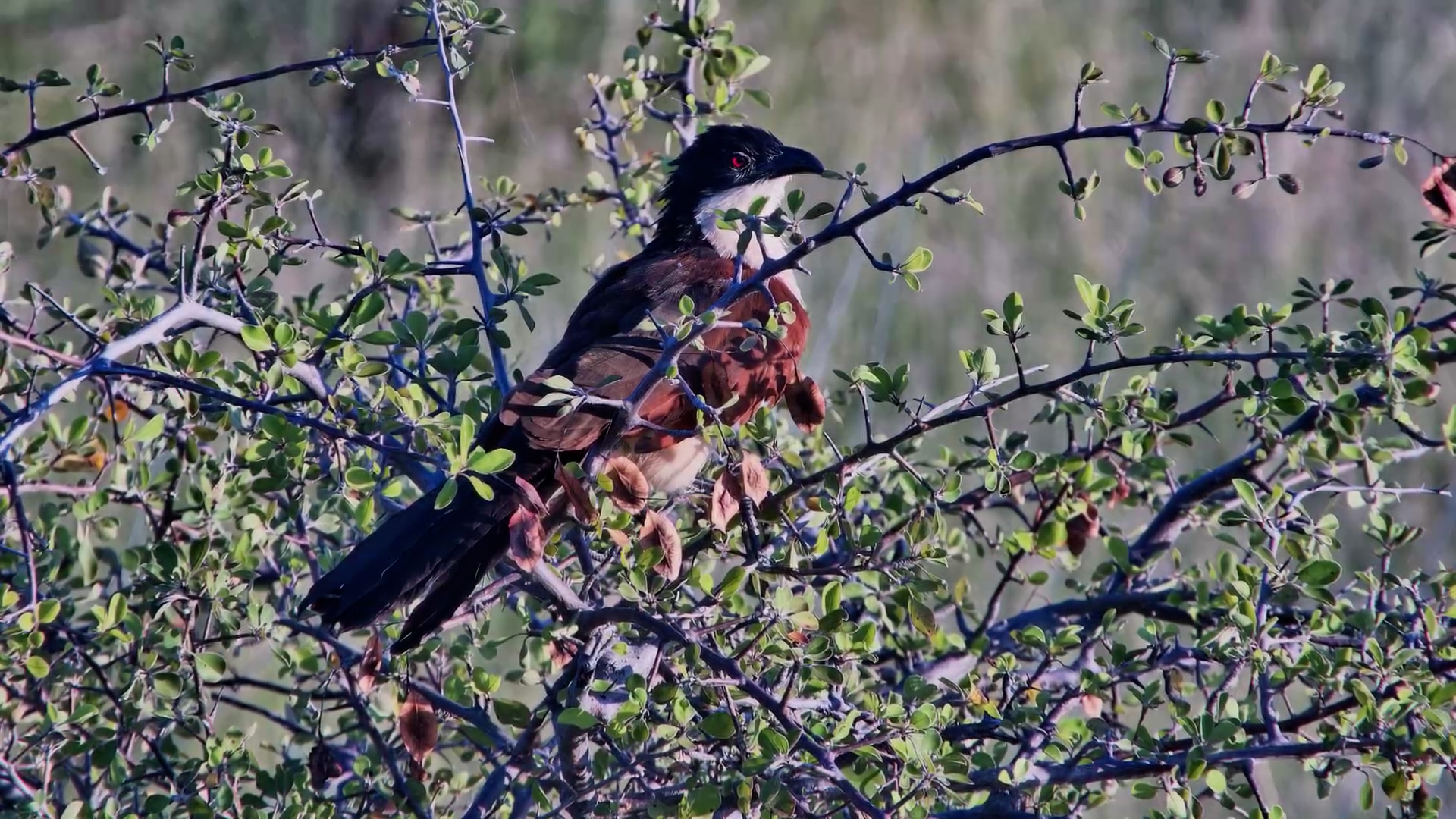 Coucal at Jack’s Camp