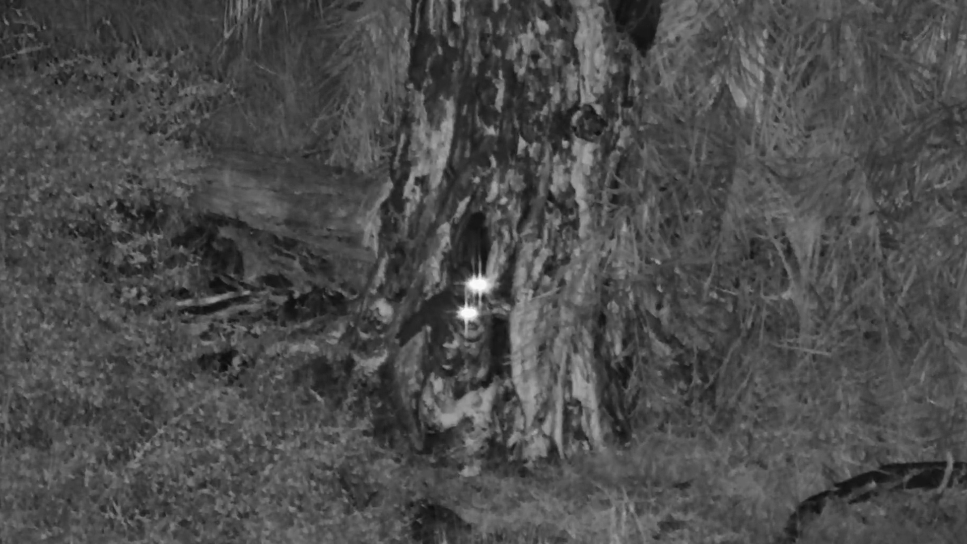 Two Bushbabies on a Midnight Mission