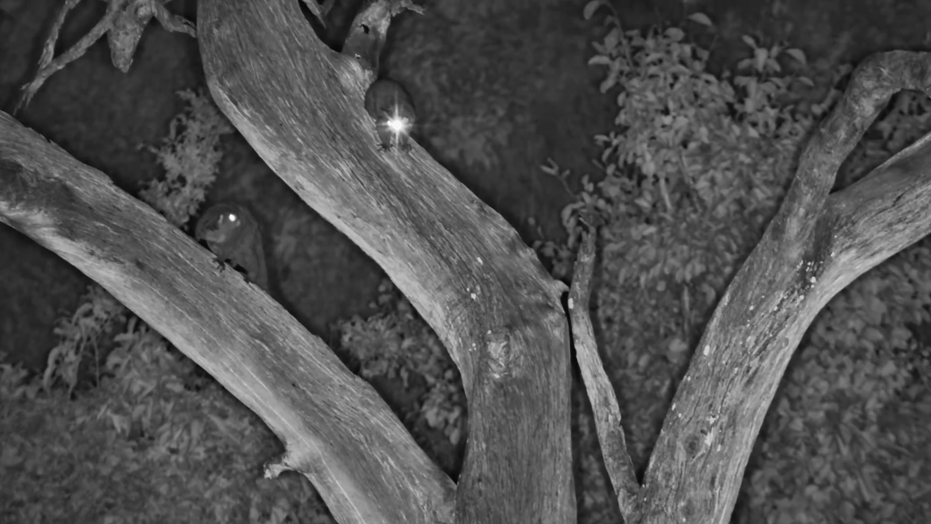 Thick-tailed Bushbabies Looking for Dinner