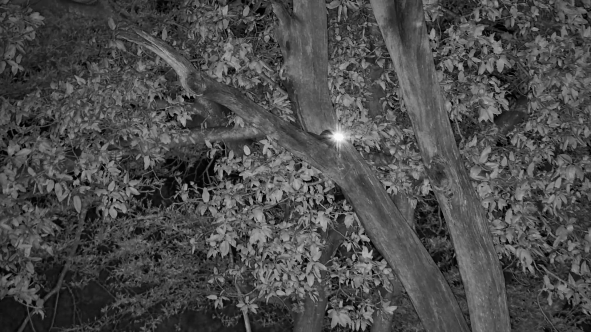 Thick-Tailed Bushbaby Descends at Night