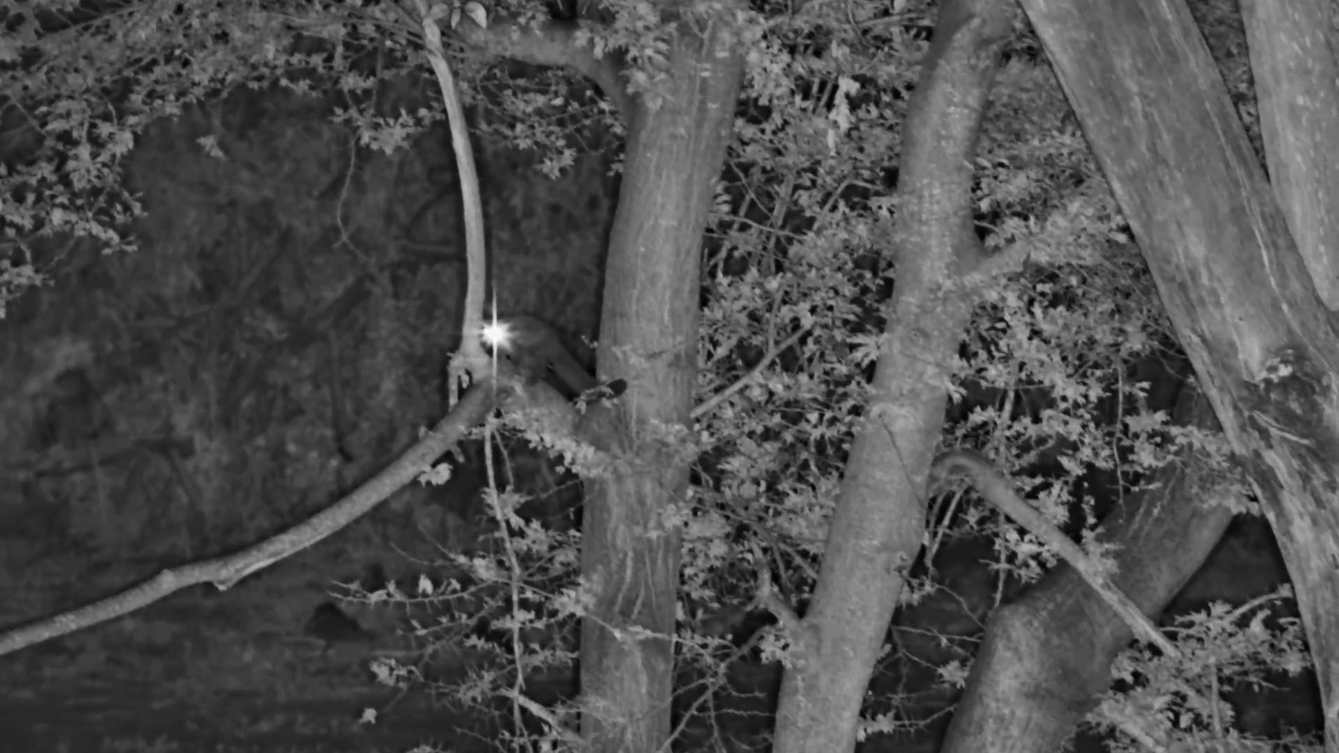 Bushbaby on the Move