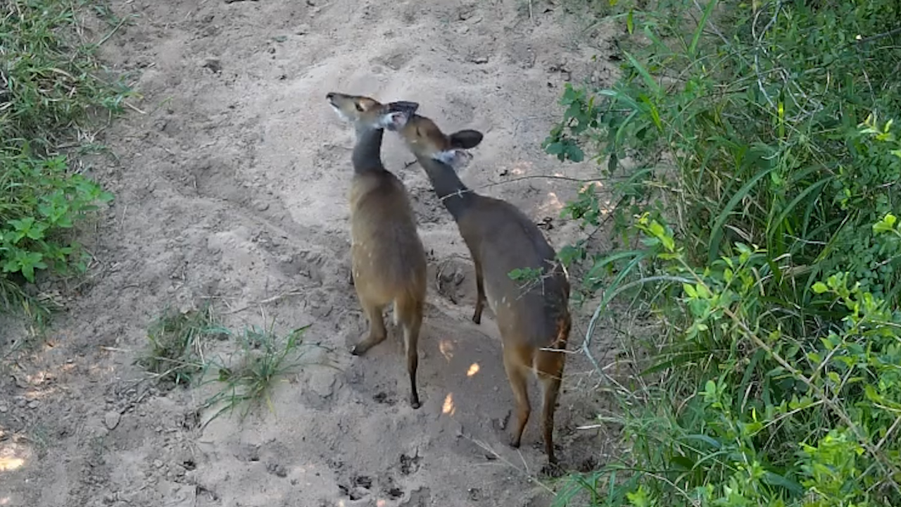 Just Two Bushbucks Enjoying a Peaceful Moment