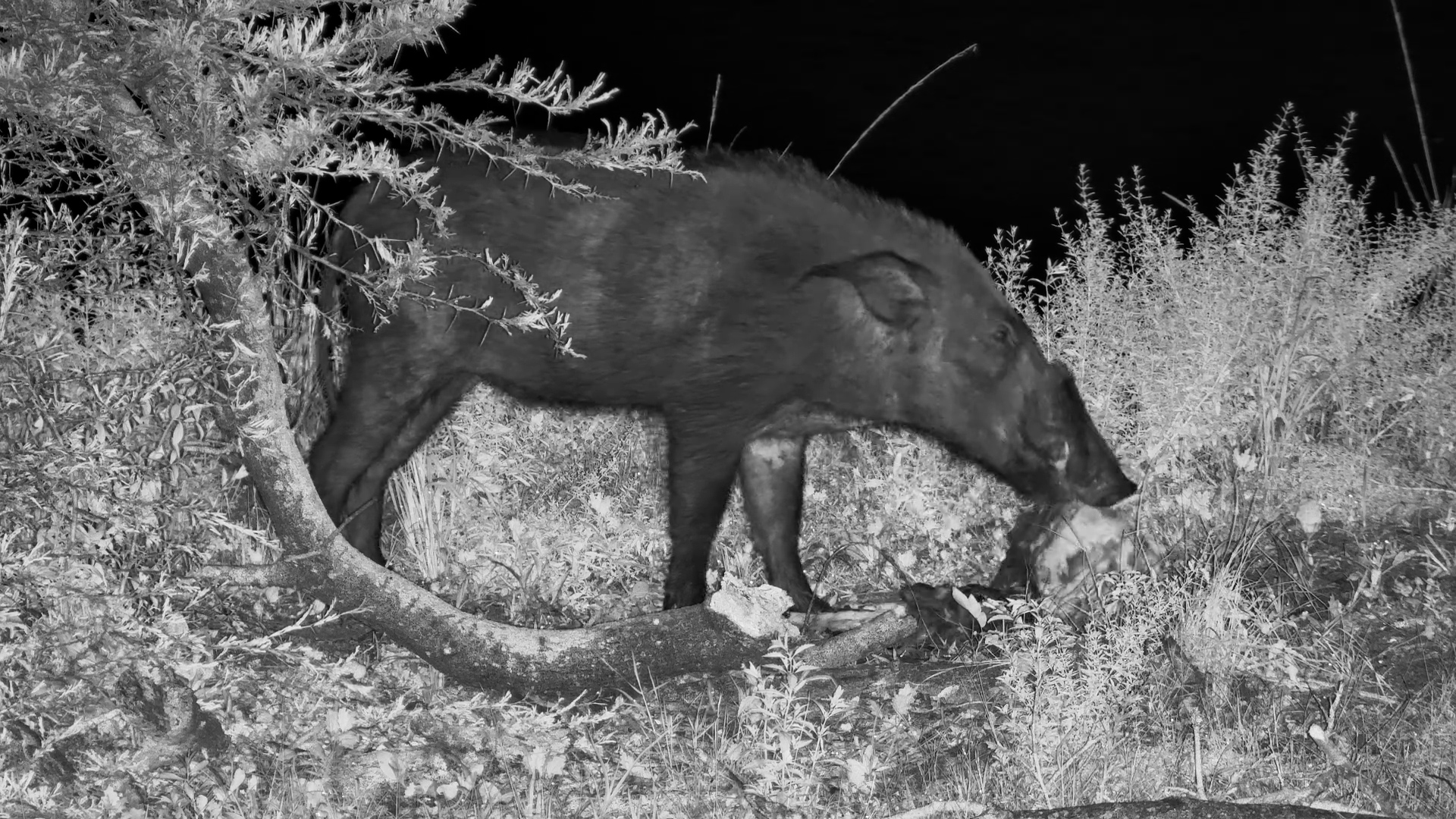 One-Eyed Bushpig Feeds on an Impala Lamb