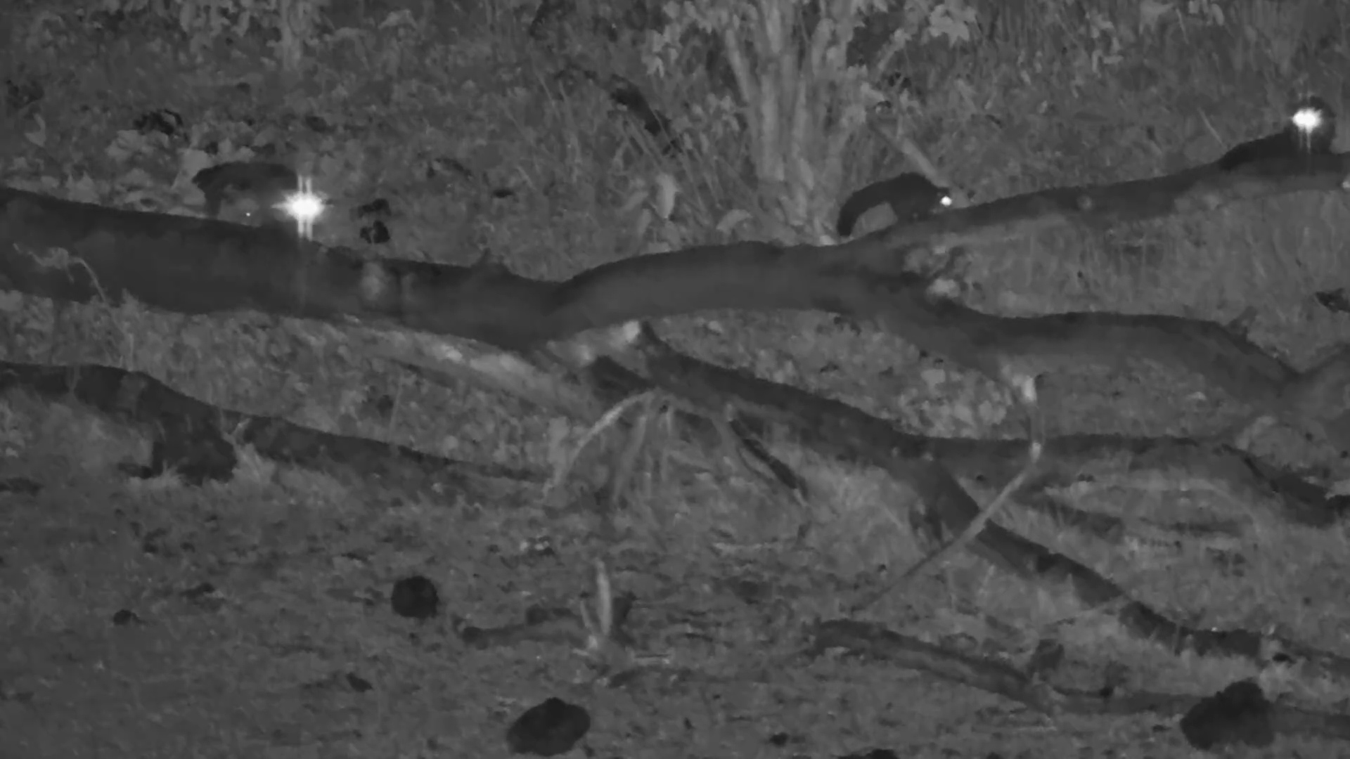 Bushbabies with Their Baby Hopping in the Dark