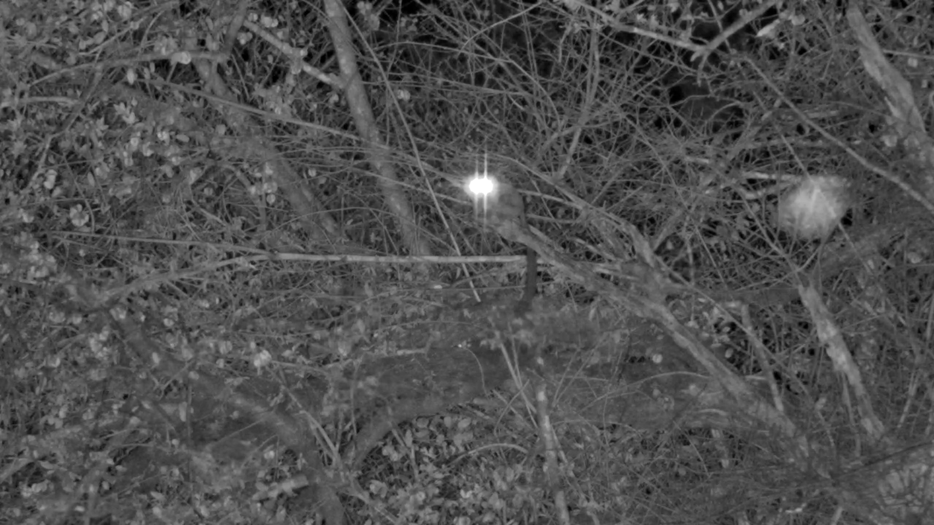 Lesser Bushbaby Leaps Around in the Dark