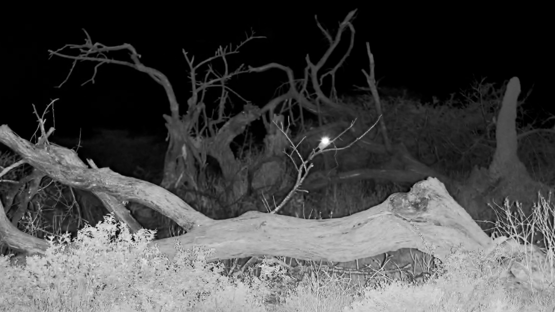 Lesser Bushbaby Hops Around the Waterhole