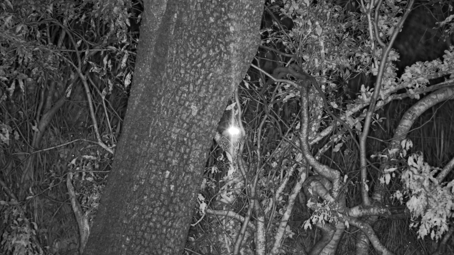 Bouncy Lesser Bushbaby on the Move