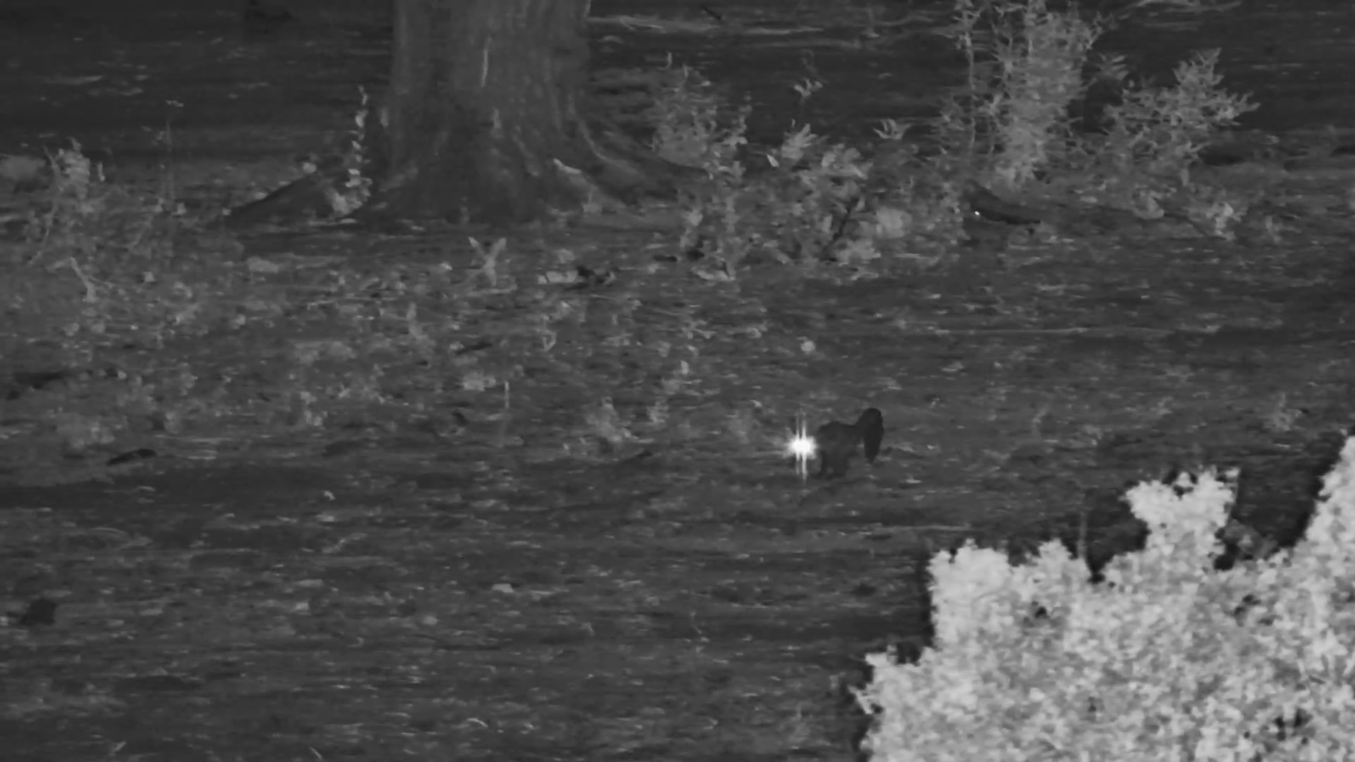 Bushbaby Takes a Groundwalk