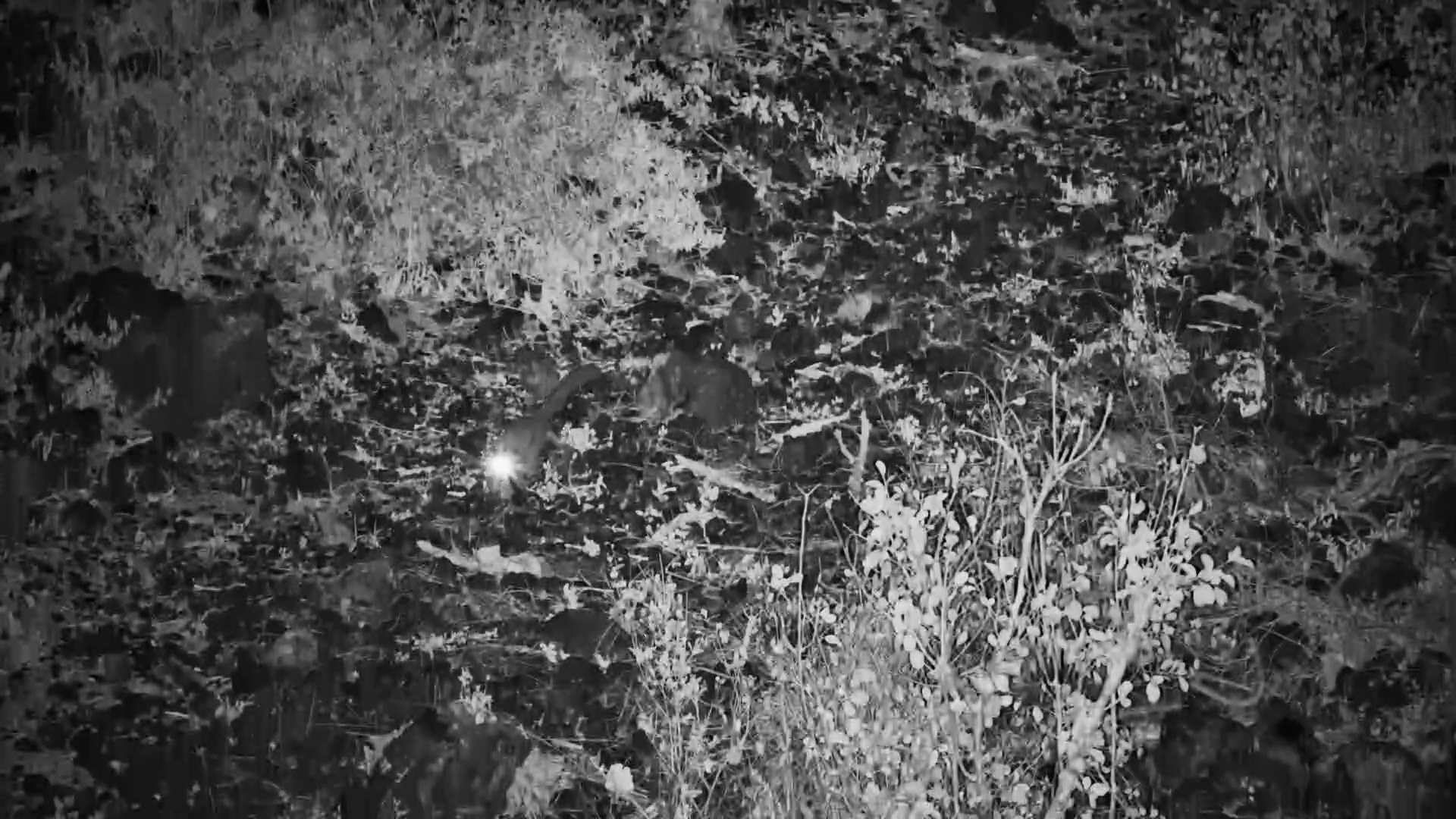 Bushbaby on the Move at Night