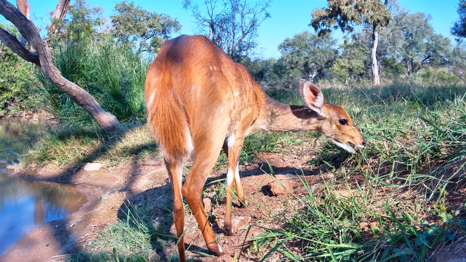 Bushbuck Up Close and Personal
