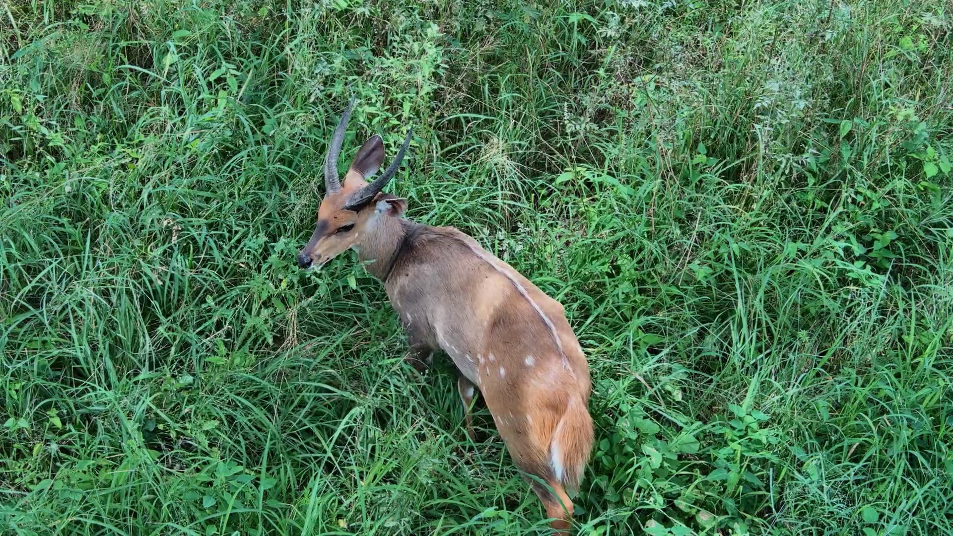 Stunning Bushbuck Encounter at the Dam