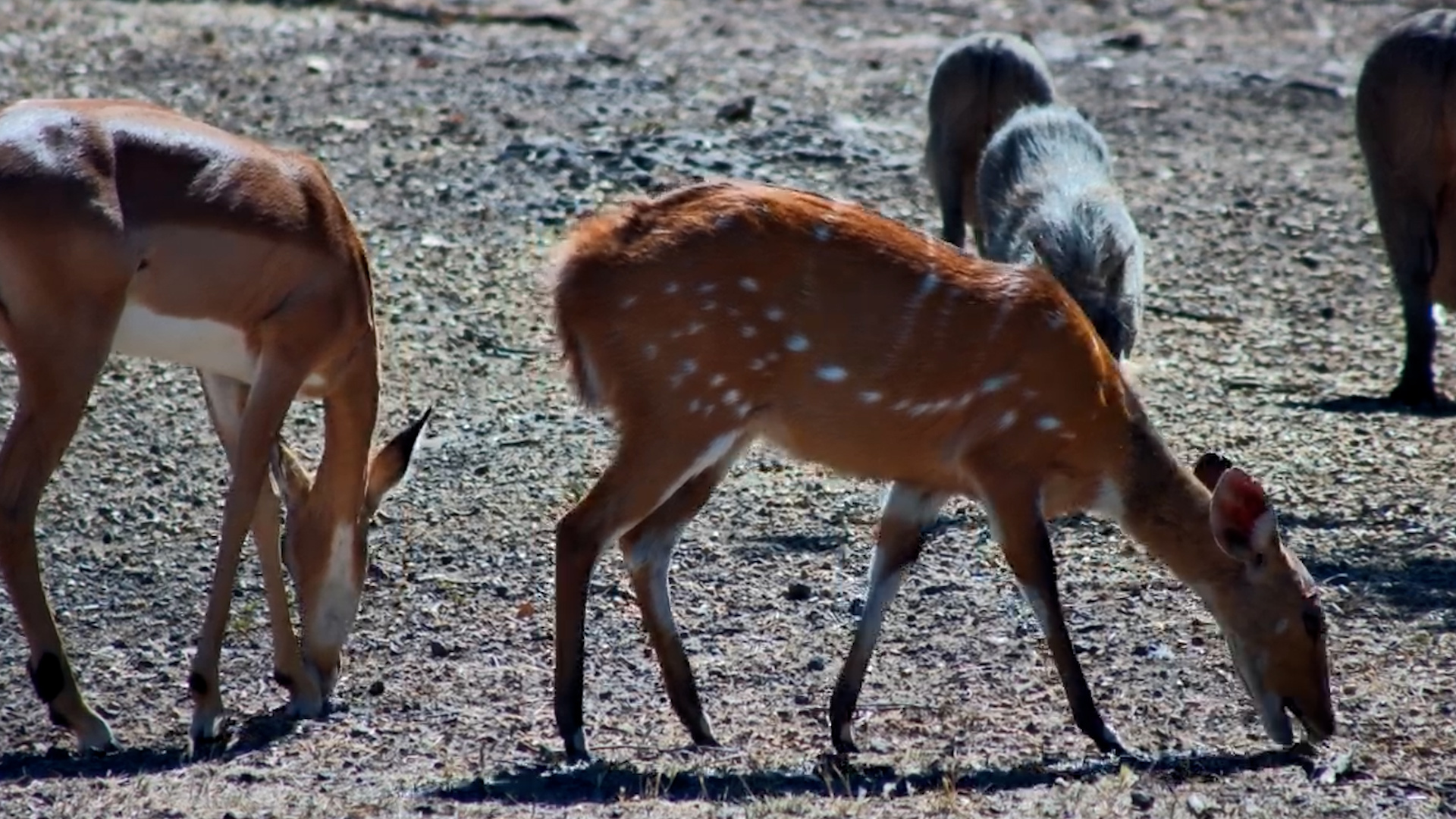 Impala, Bushbuck & Warthogs Feeding Together