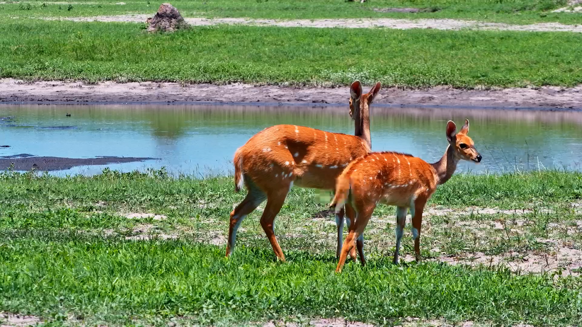 Bushbuck Mother & Lamb at the Waterhole