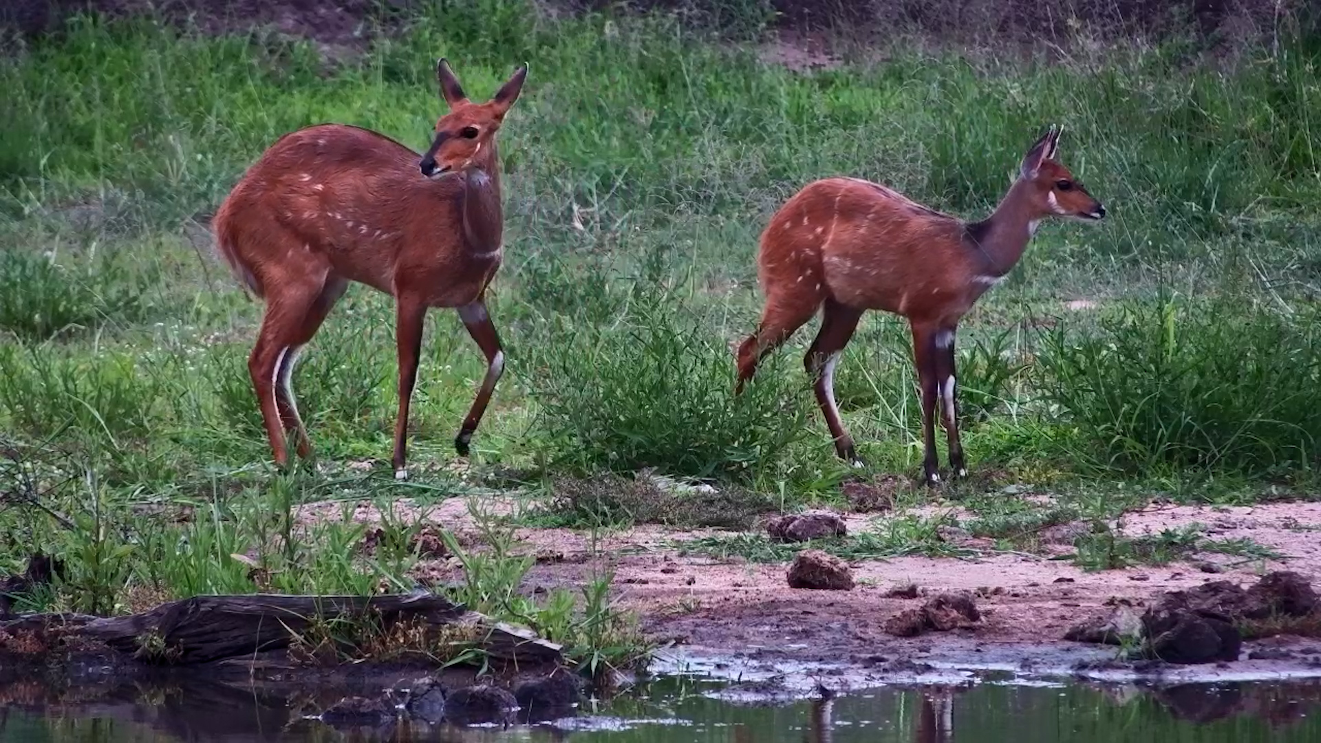 Bushbuck Mother and Baby Feed by the Water