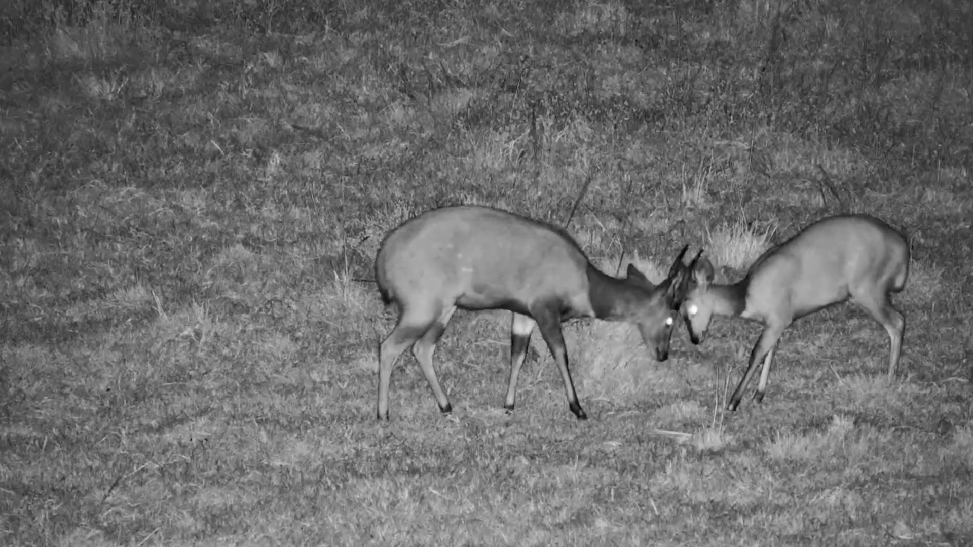Two Bushbuck Step Out of the Darkness