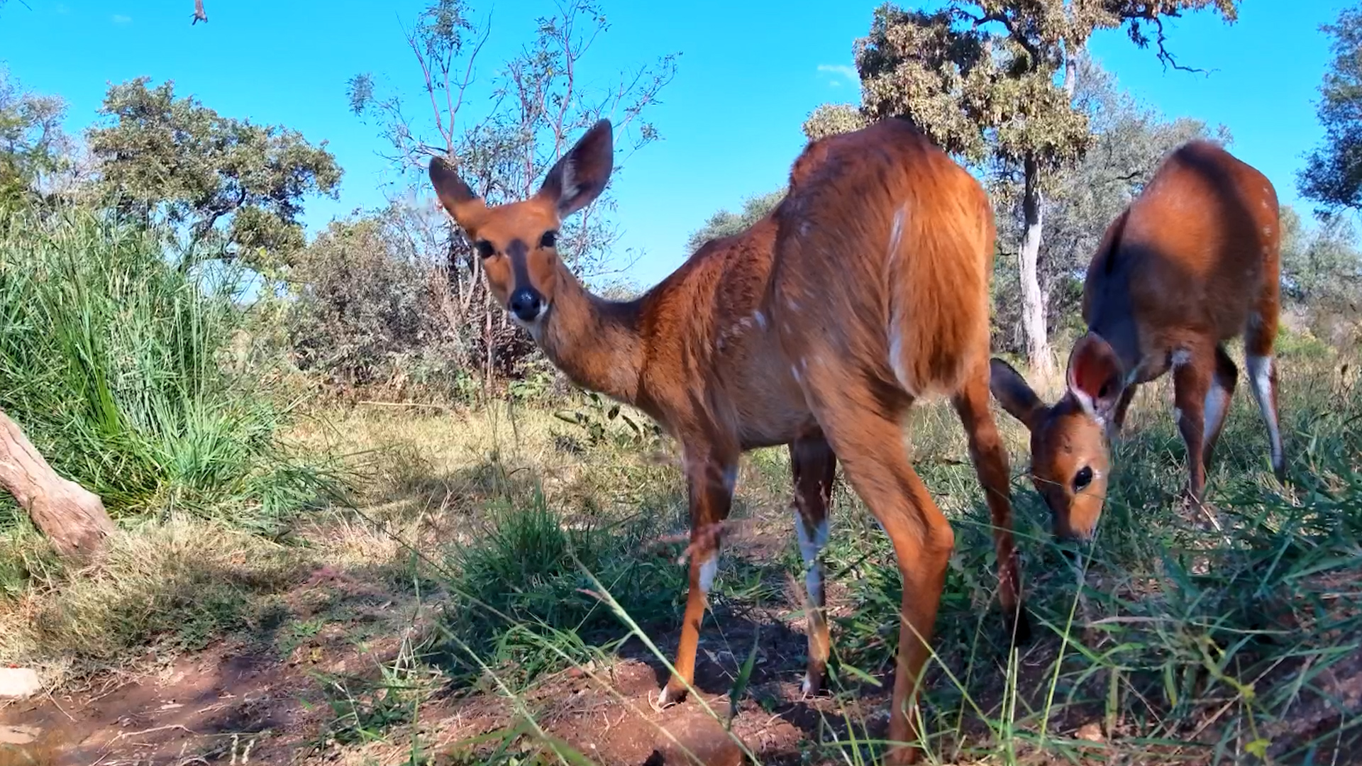 Bushbucks Enjoy a Peaceful Meal