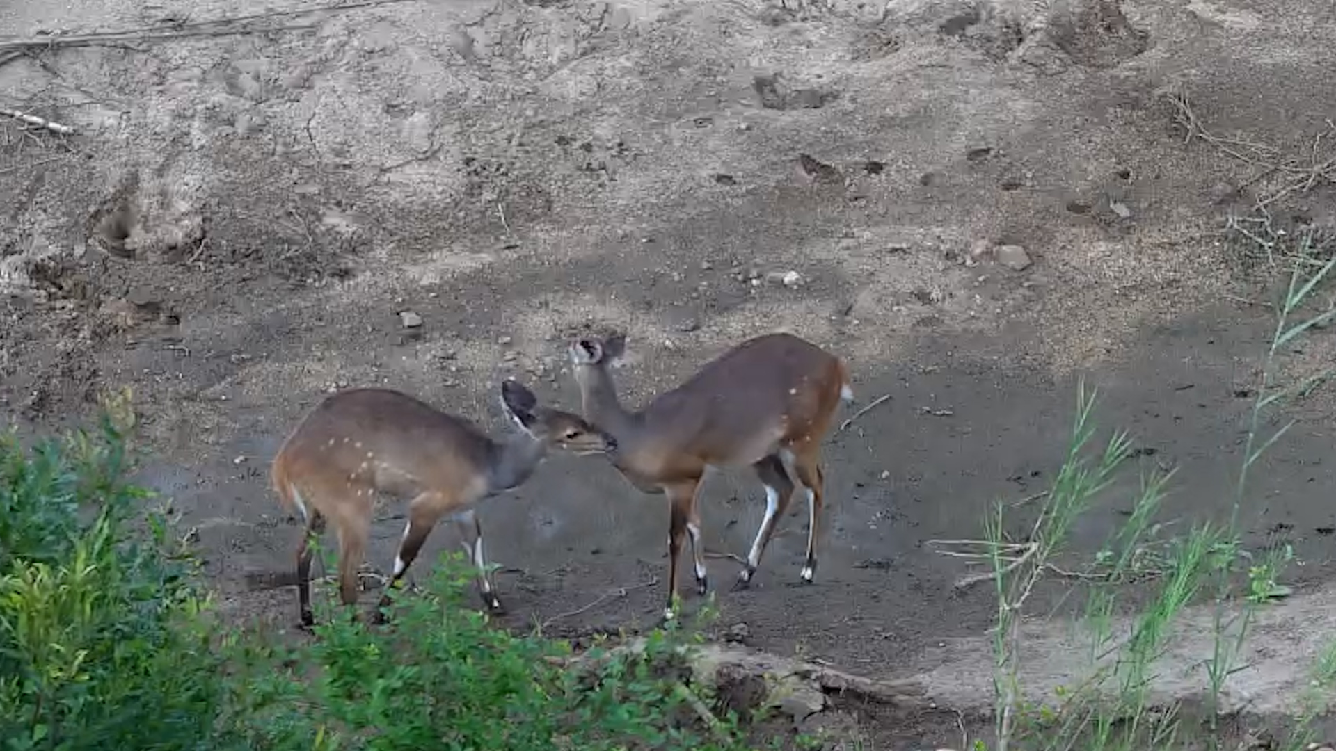 Bushbucks Passing Through
