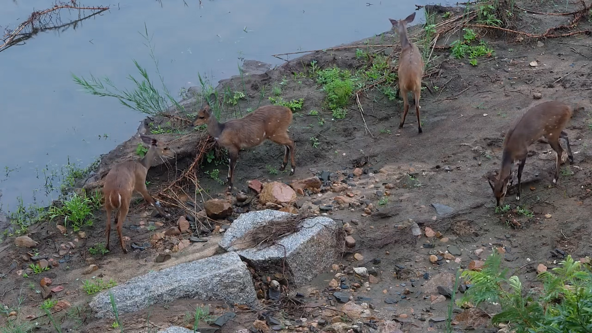 Bushbuck Family by the River