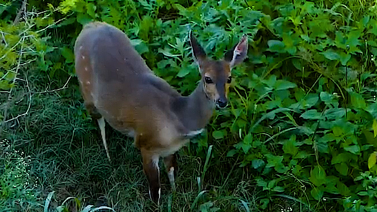 A Bushbuck Ewe Quietly Browsed Through the Riverbed