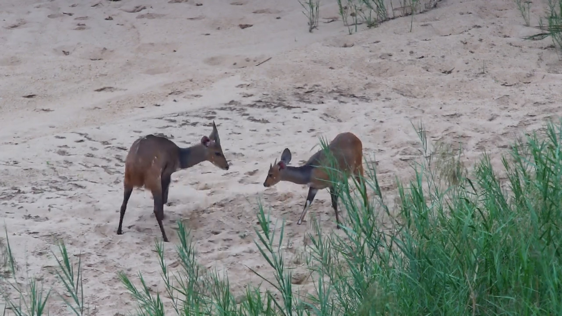Bushbuck Pair in the Riverbed