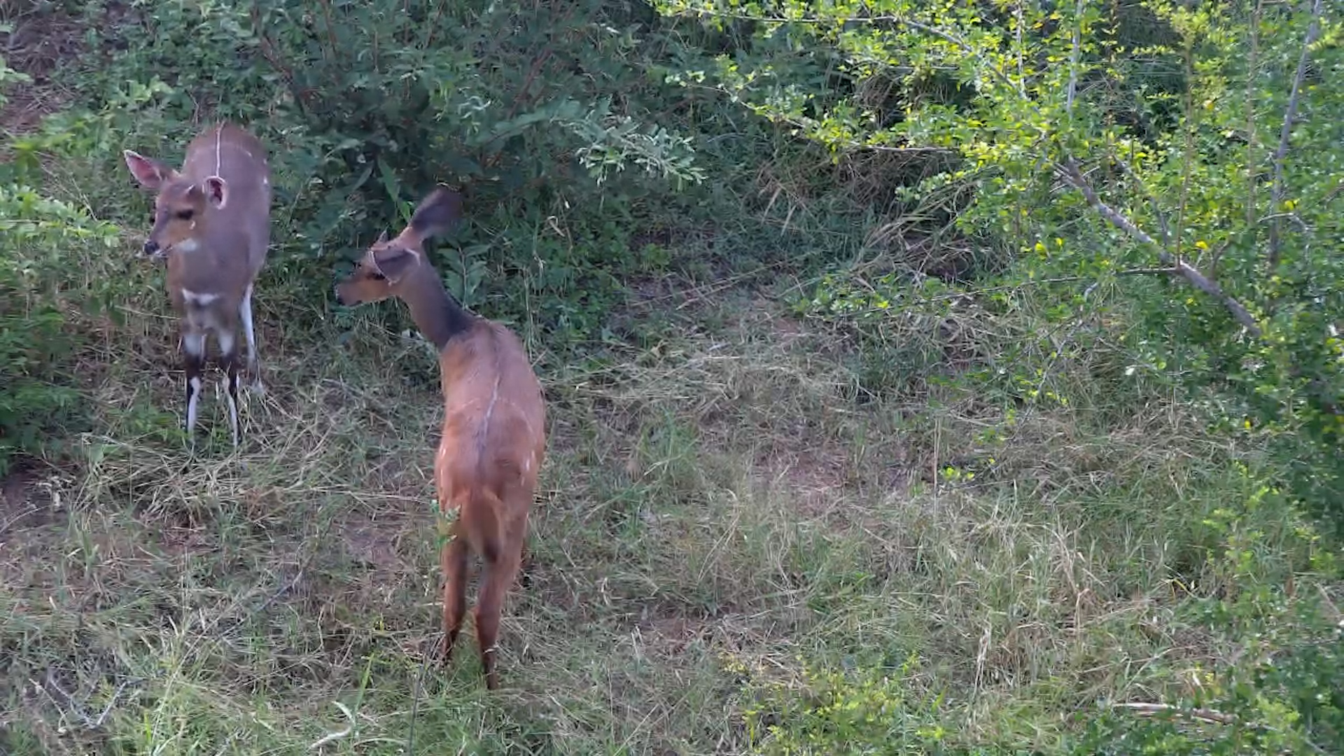 Young Rams Feed and Size Each Other Up