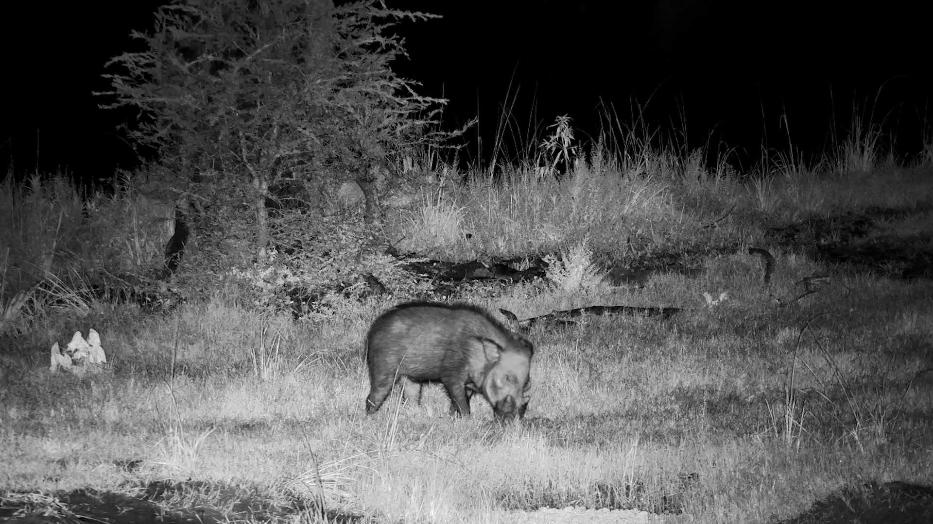 One-Eyed Bushpig After Dark