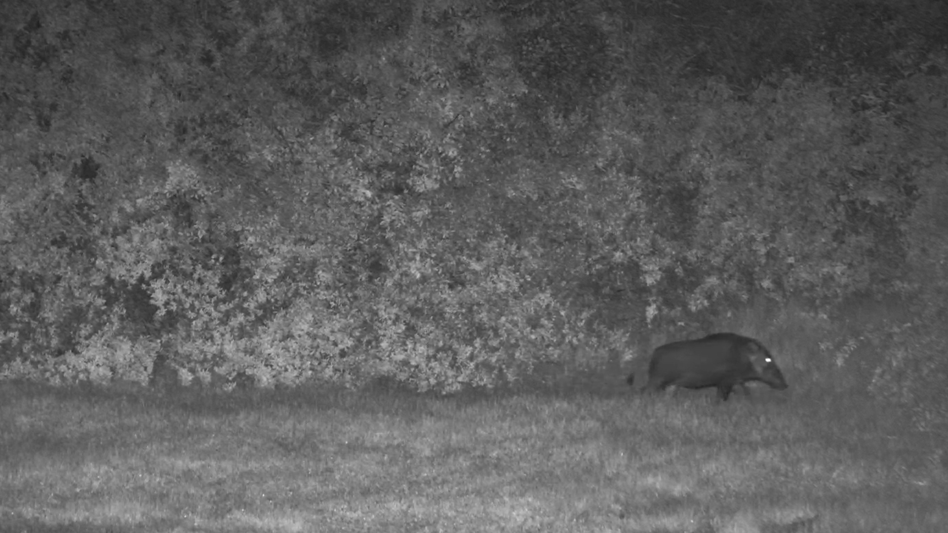 Bush Pig Pair Grazing Under the Stars