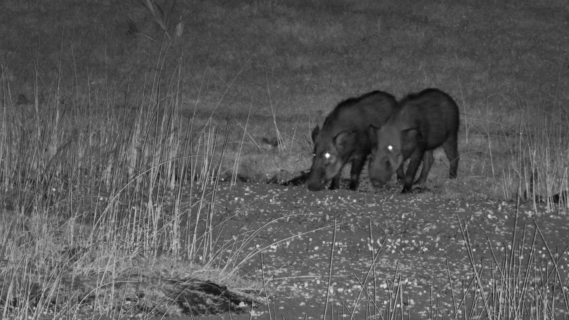 Bush Pigs Caught Foraging & Grooming After Dark