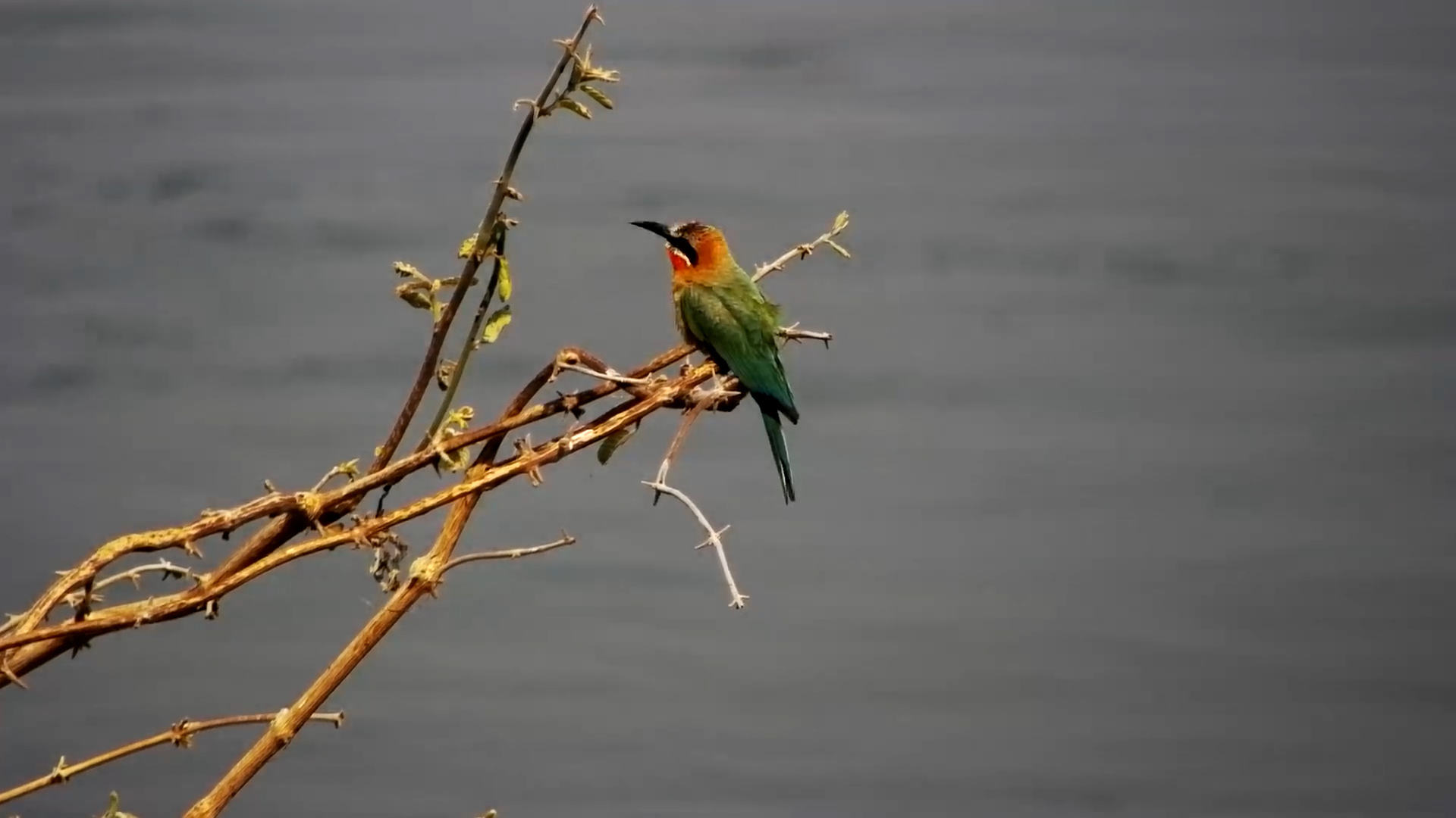 White-Fronted Bee-Eater Perched on a Branch