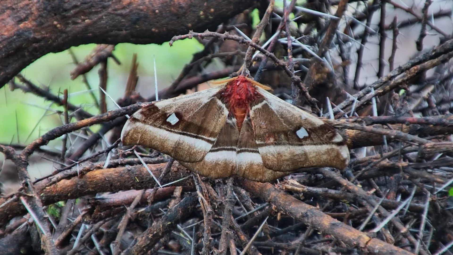 Birds, Beauty… and One Unlucky Beetle
