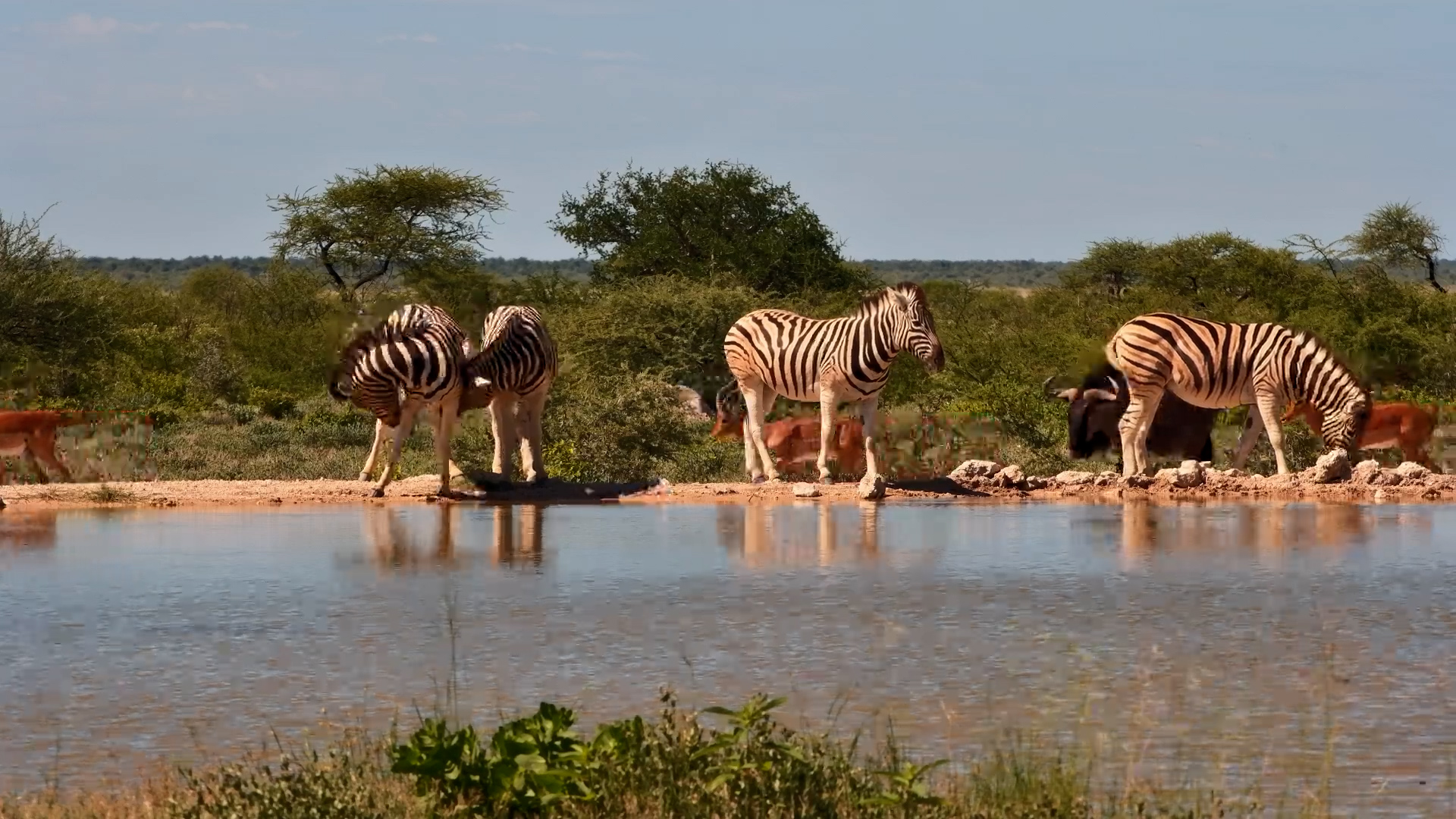 All Welcome at Onguma Waterhole
