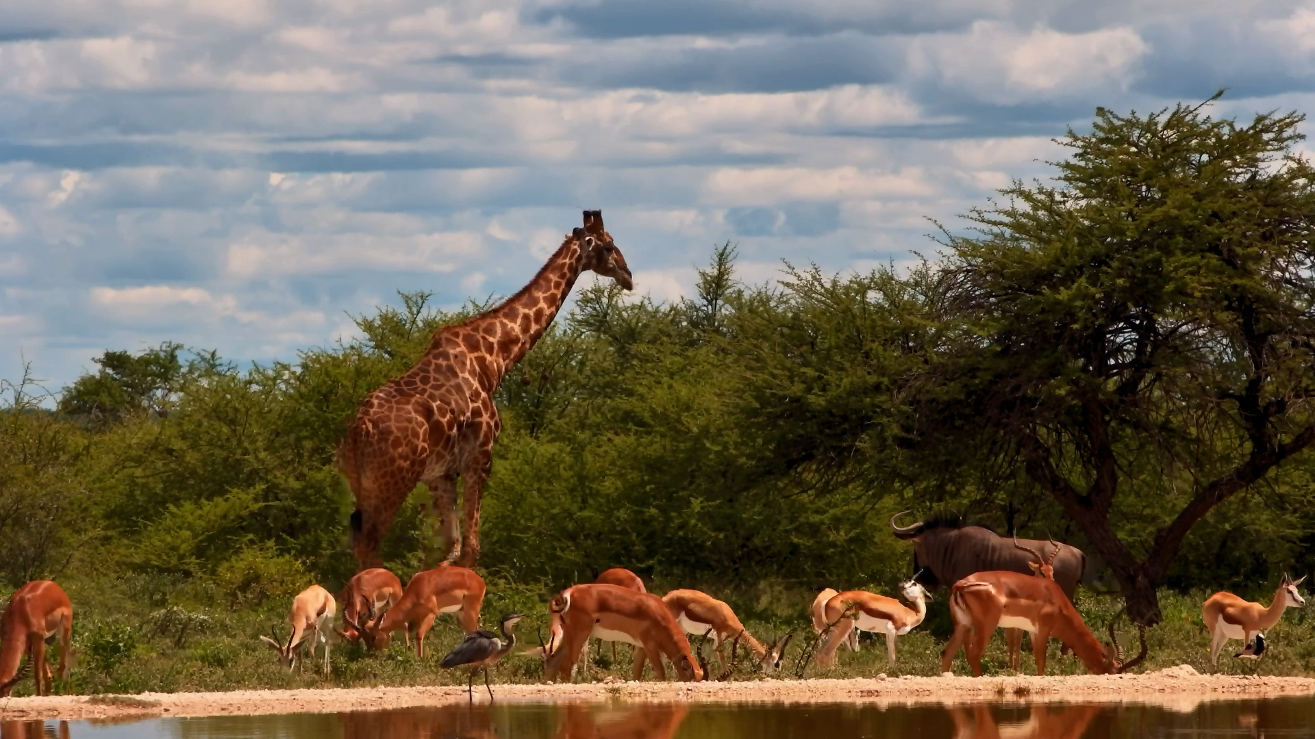 Who’s at the Waterhole Today?