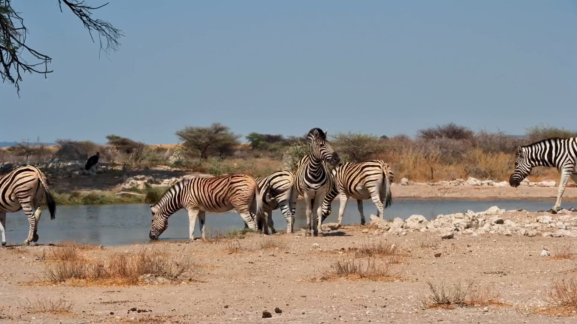 Wildlife Gathering at Onguma Waterhole