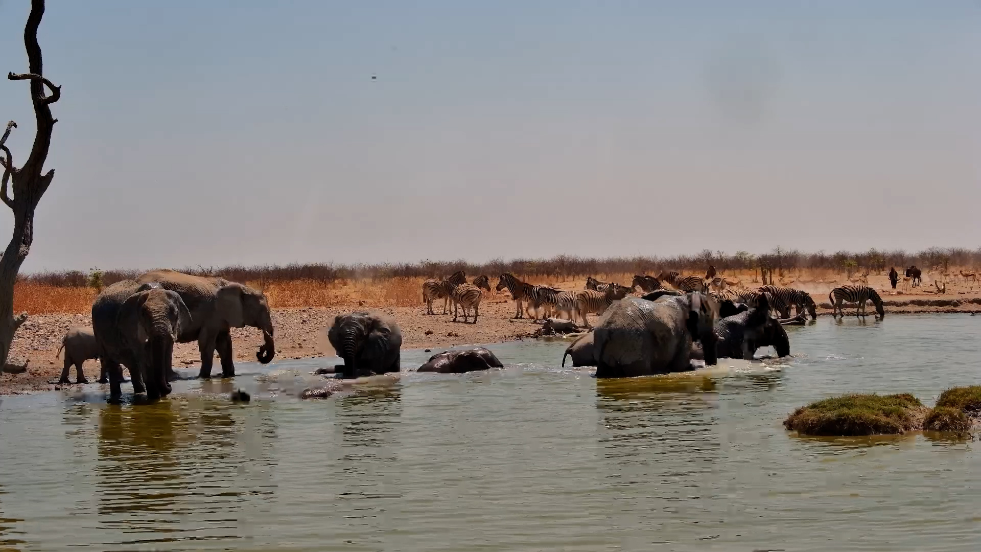 Elephants Enjoy a Pool Party at Safarihoek!