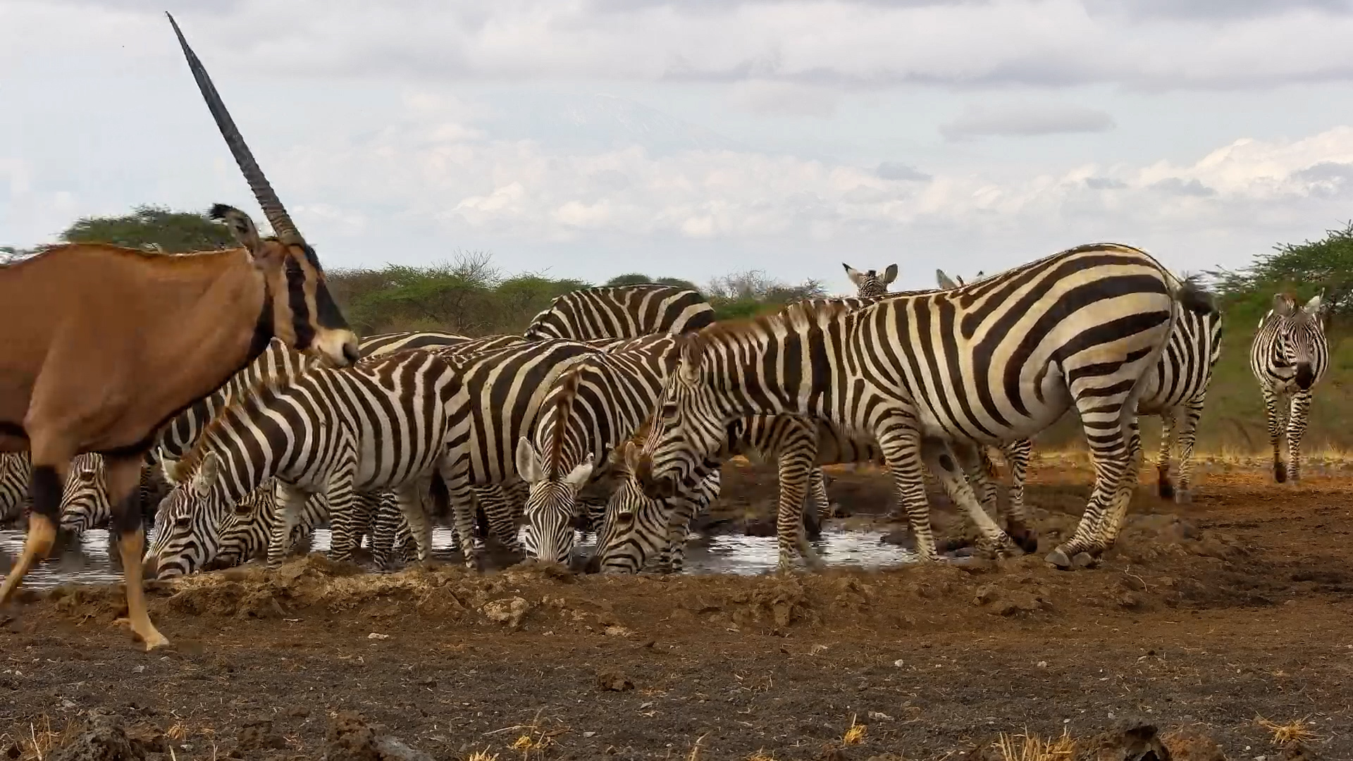 Busy Day at ol Donyo: Thirsty Animals Line Up for a Drink