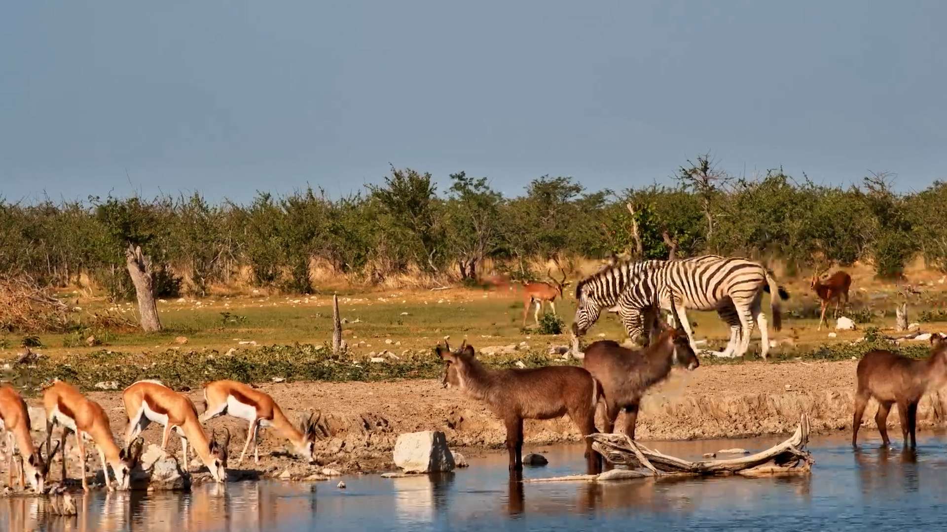 Busy Day at Safarihoek!