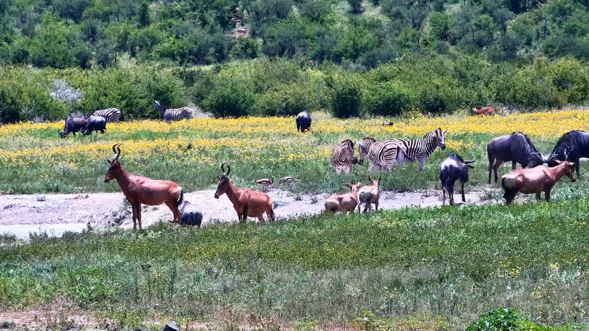Rare Red Hartebeest Appearance at Tau Waterhole