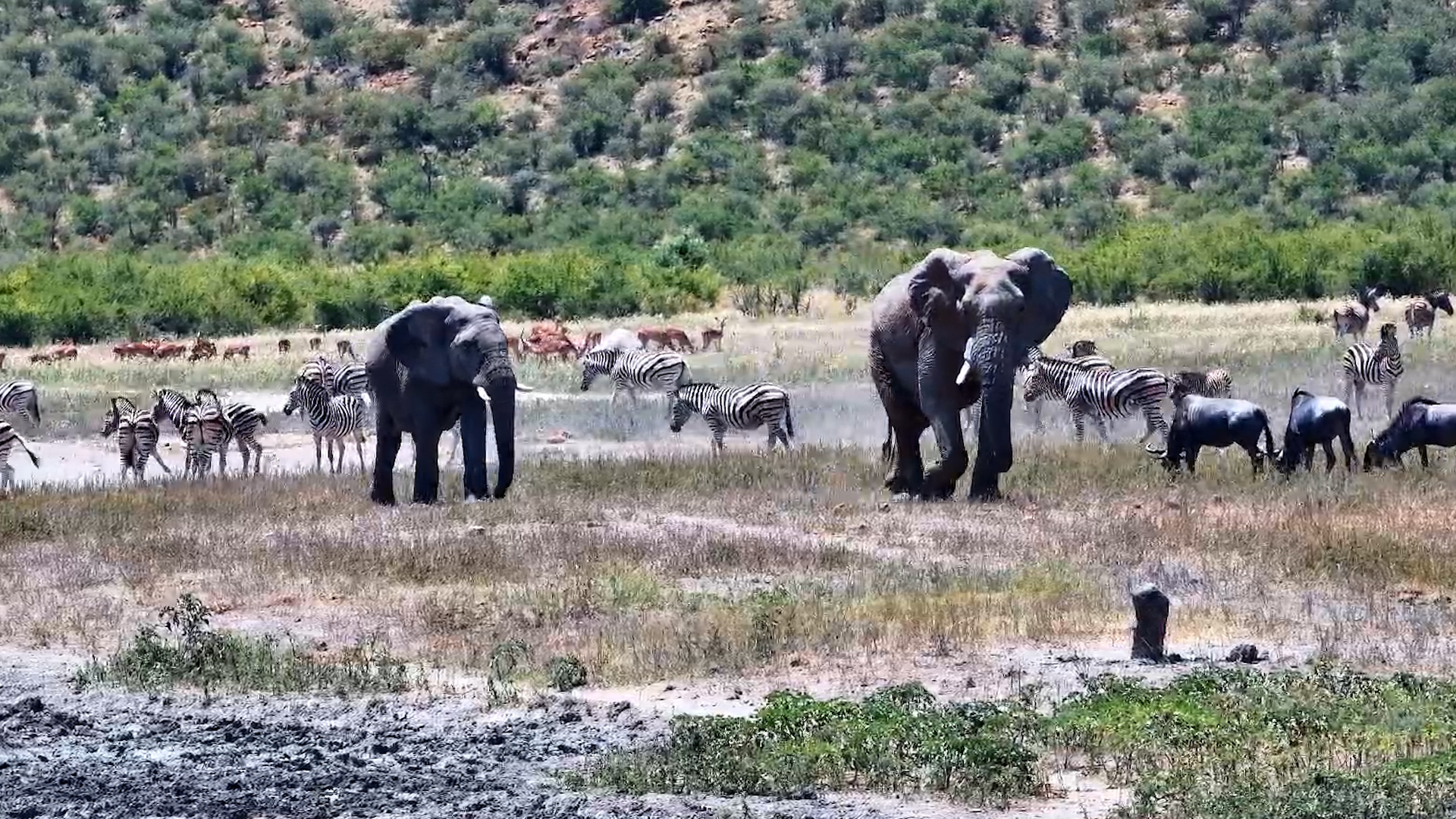 A Busy Day at Tau Waterhole