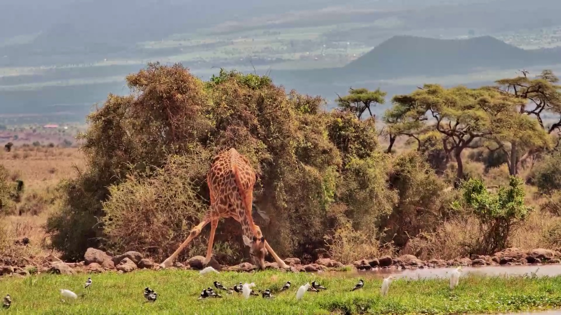 Rare Ostrich Mating Display