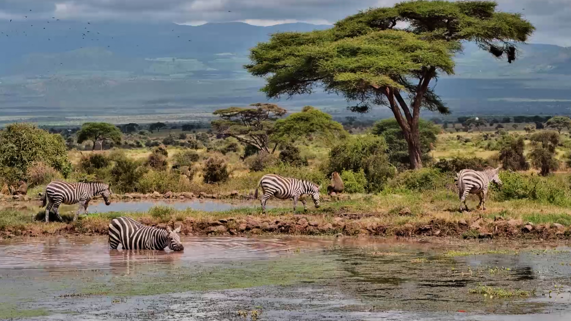 Timelapse of Life at Tortilis Waterhole