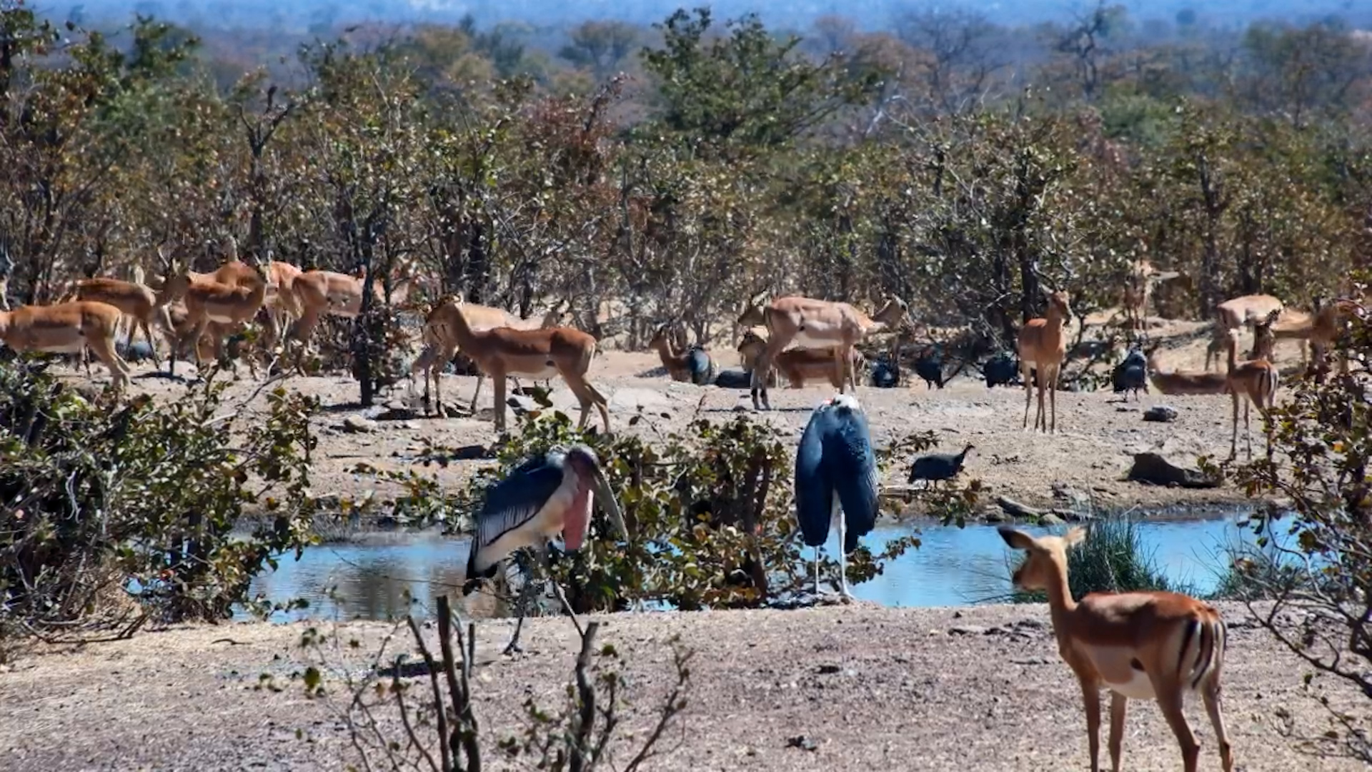 When the Whole Neighbourhood Comes to the Waterhole