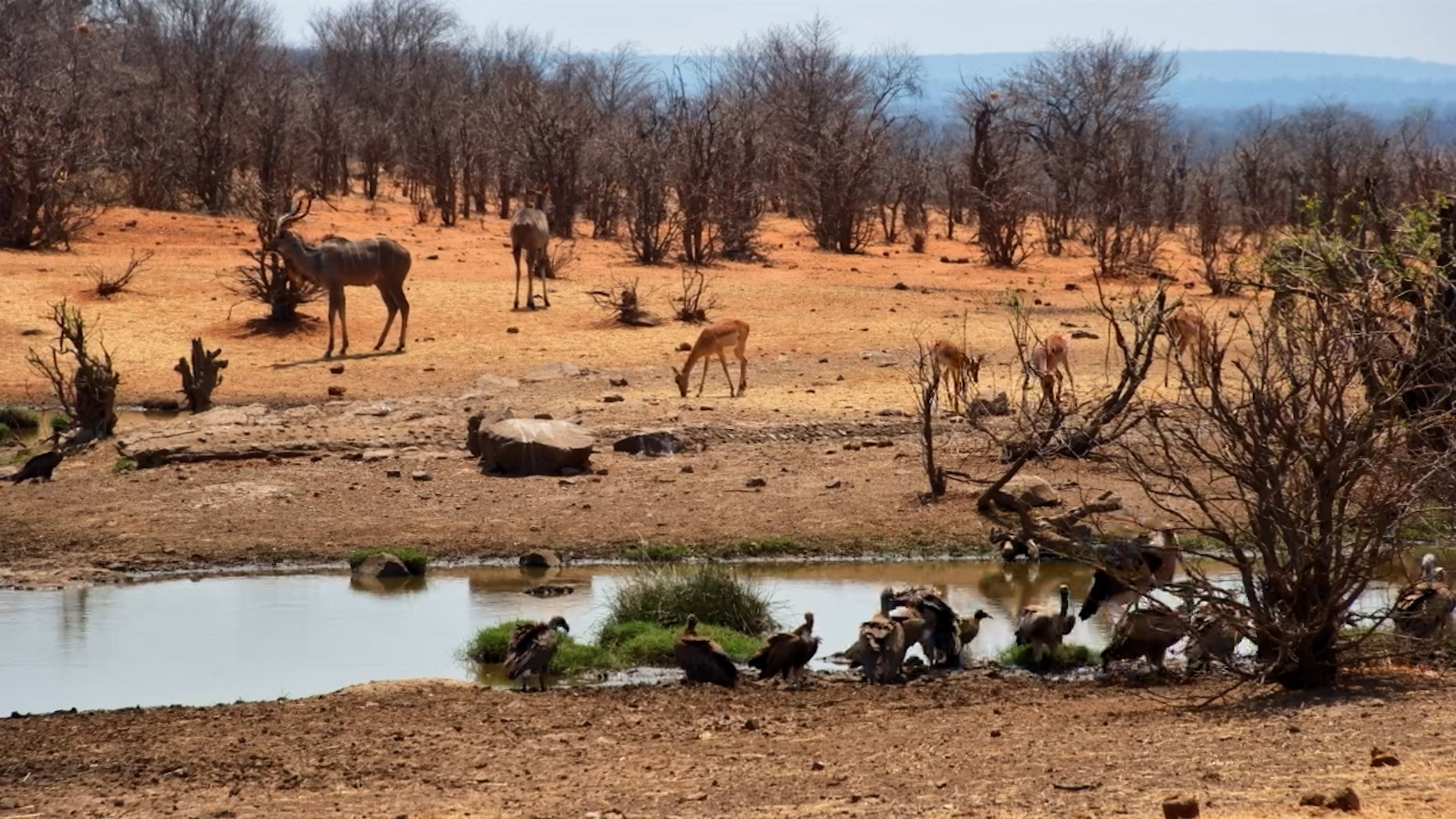 Waterhole Bustle with Birds and Antelope