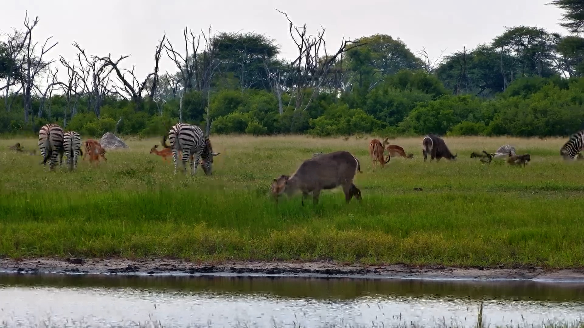 Waterbuck, Zebra & Friends at The Hide
