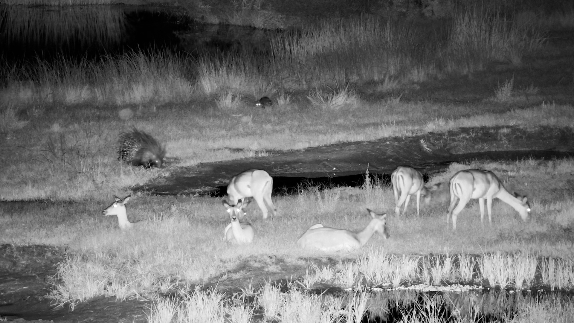 Tembe After Dark: Porcupine, Impala & Mongoose