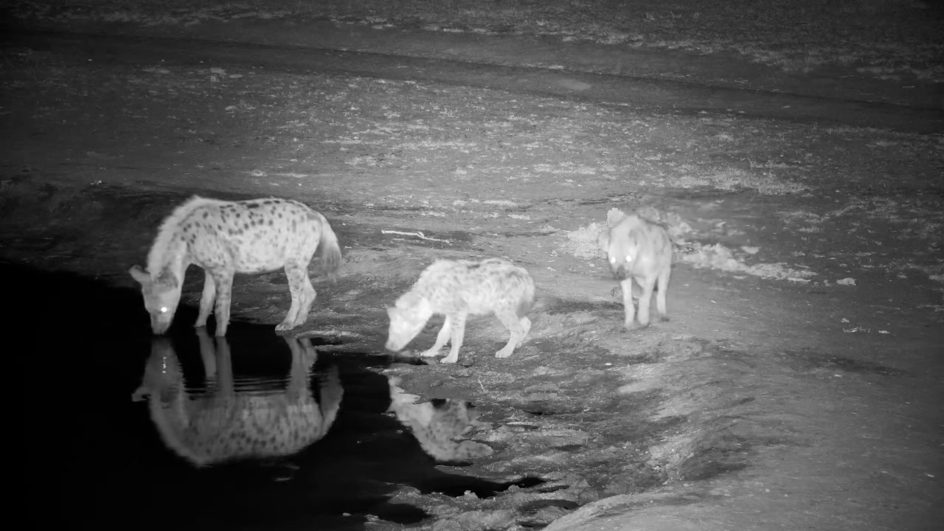 Hyena Family Night: Playful Cubs & Clan Drama in the Dark