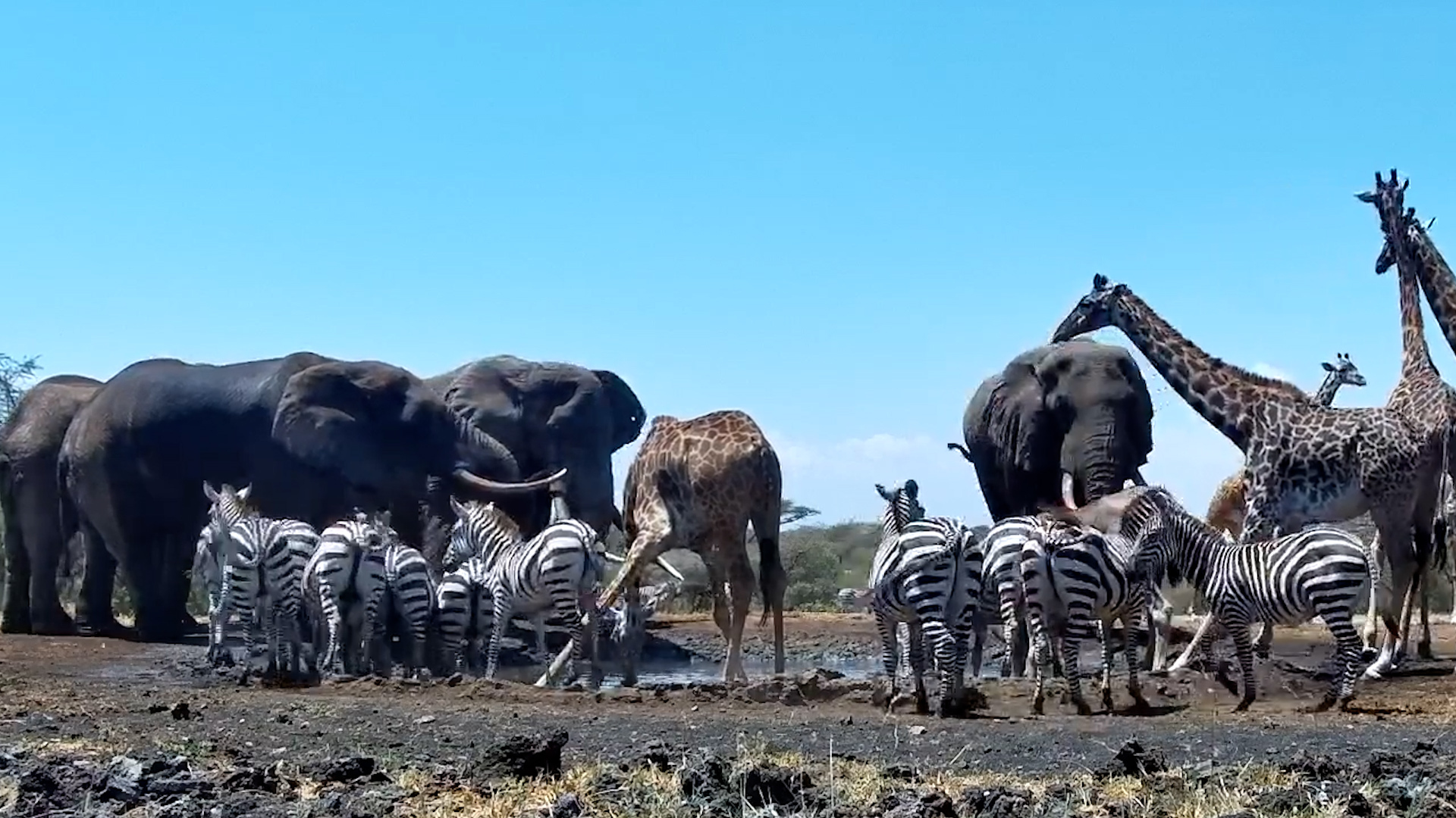 Can YOU Spot Them All? Waterhole Madness at ol Donyo!